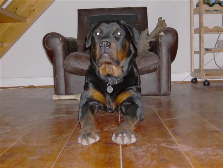 Rottweiler NOVA *himmelhund* billede 7