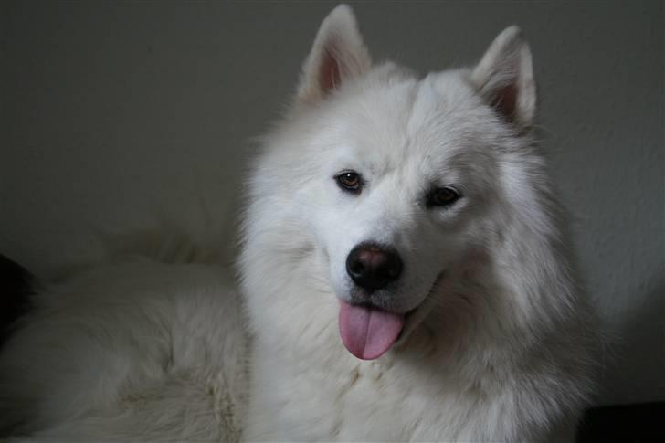 Samojedhund Bamse billede 12