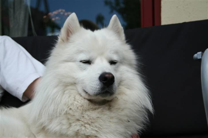 Samojedhund Bamse billede 13