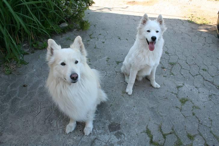 Samojedhund Bamse billede 14