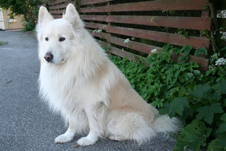 Samojedhund Bamse - Vores gamle hund "R.I.P" Blev 13 år billede 15