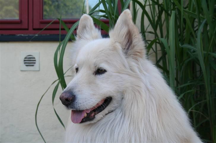 Samojedhund Bamse - Vores gamle hund "R.I.P" Blev 13 år billede 16
