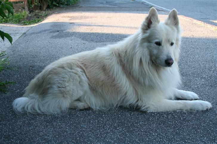 Samojedhund Bamse - Vores gamle hund "R.I.P" Blev 13 år billede 17