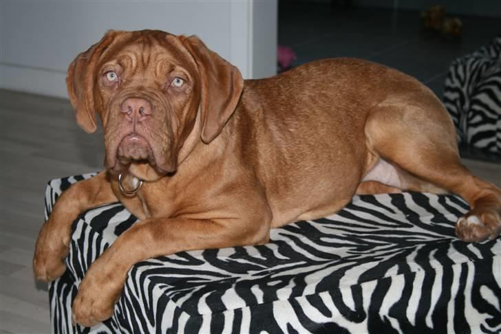 Dogue de bordeaux Chiba R.I.P. - Er jeg ikke bare dejlig billede 1