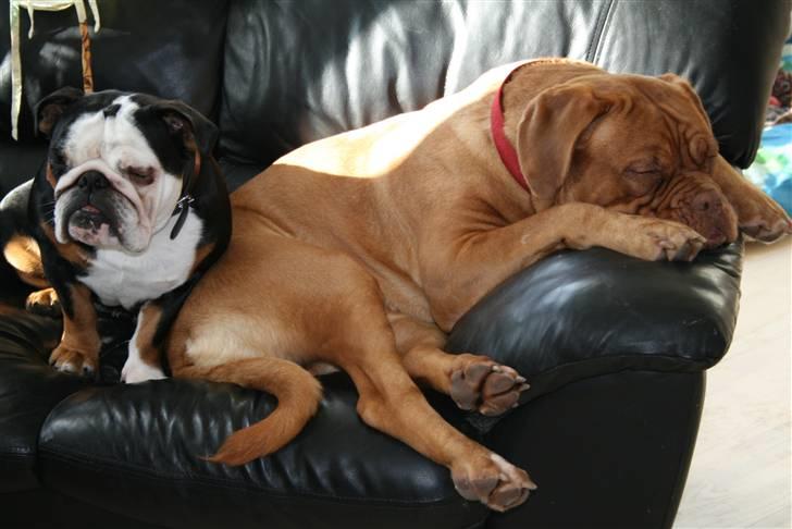 Dogue de bordeaux Chiba R.I.P. - Mille du fylder i min sofa... billede 2