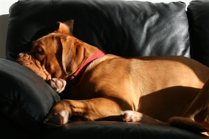 Dogue de bordeaux Chiba R.I.P. - Dejligt at ligge i min sofa i min helt egen solstråle... billede 3