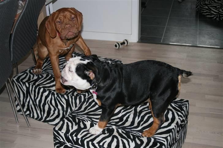 Dogue de bordeaux Chiba R.I.P. - Mille! du må ikk skub mig ned billede 4