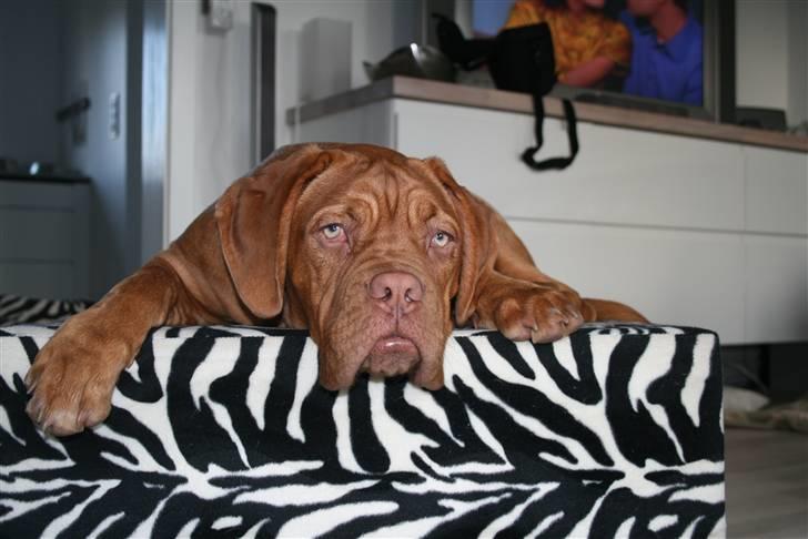 Dogue de bordeaux Chiba R.I.P. - Tar lige en slapper billede 5