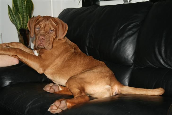 Dogue de bordeaux Chiba R.I.P. - Hvem sagde DIVA ???? billede 6