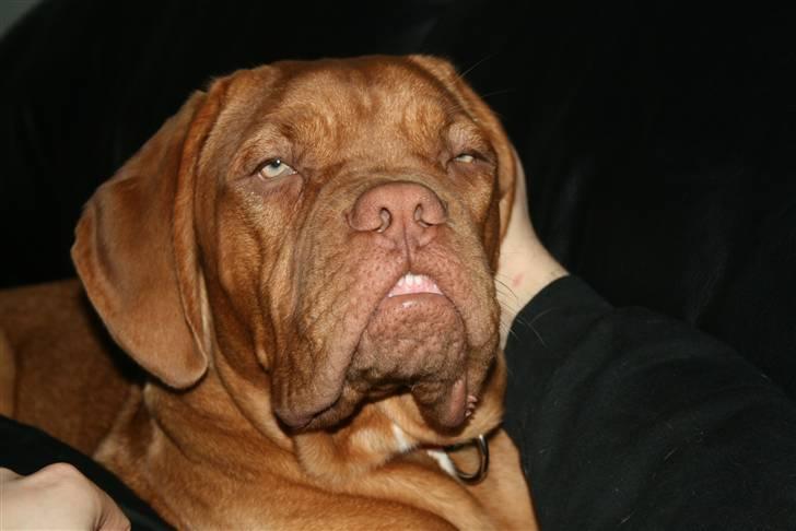 Dogue de bordeaux Chiba R.I.P. - Stener...... billede 7
