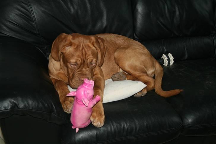 Dogue de bordeaux Chiba R.I.P. - Mig og min tygge gris..:-)) billede 8