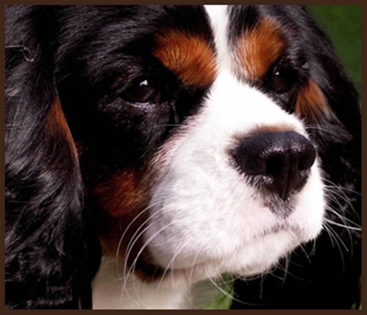 Cavalier king charles spaniel Spik billede 1