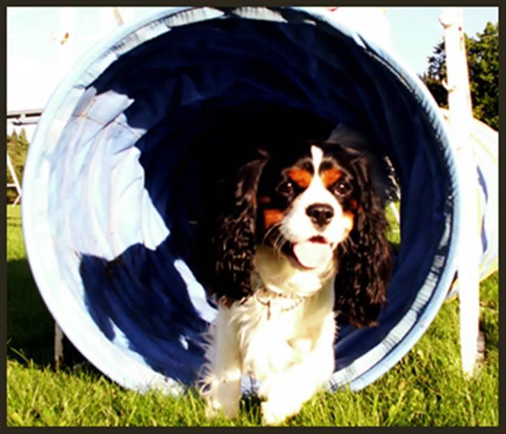 Cavalier king charles spaniel Spik billede 2