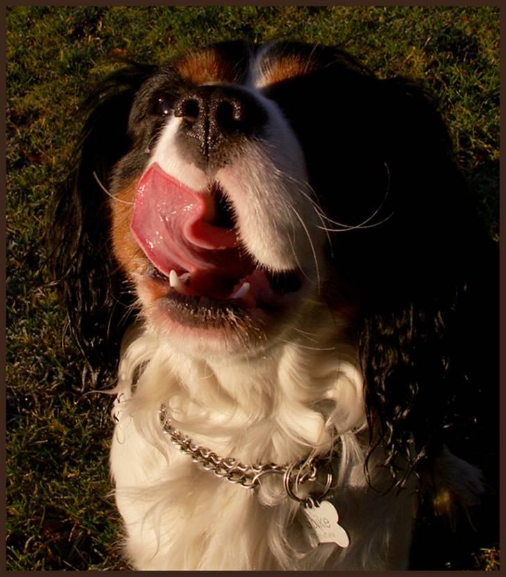 Cavalier king charles spaniel Spik billede 3