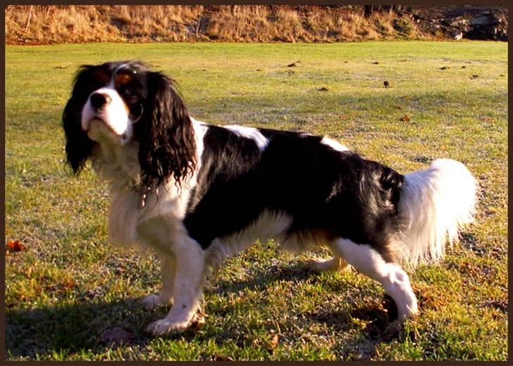 Cavalier king charles spaniel Spik billede 4