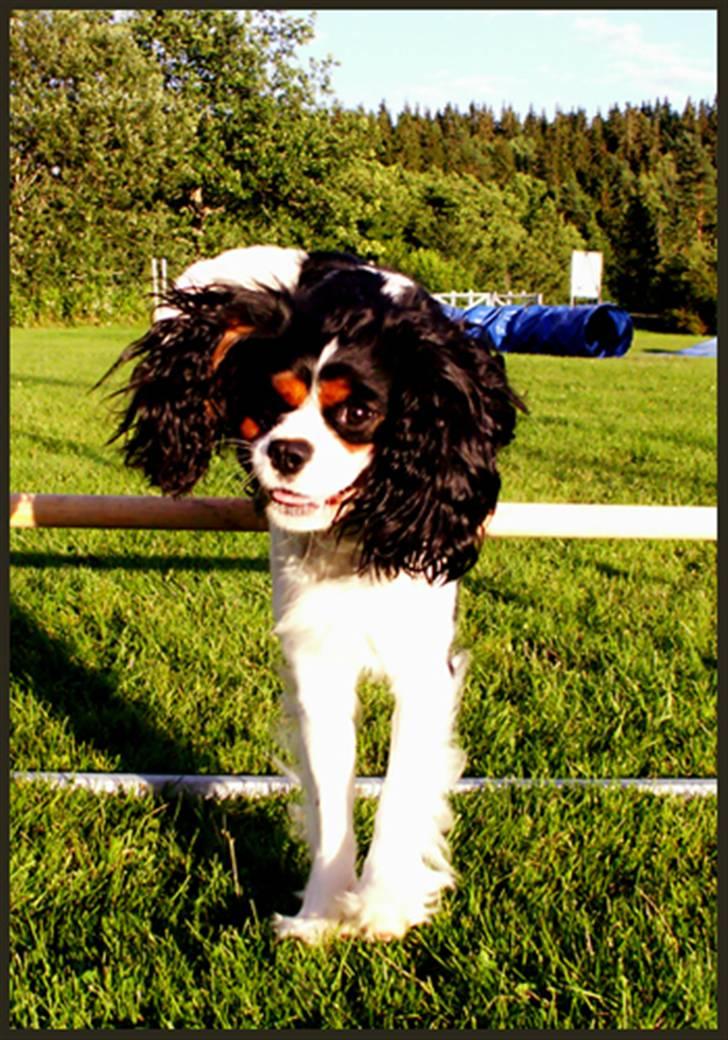 Cavalier king charles spaniel Spik billede 5