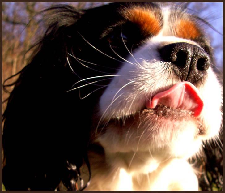Cavalier king charles spaniel Spik billede 6
