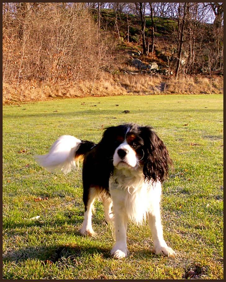 Cavalier king charles spaniel Spik billede 7