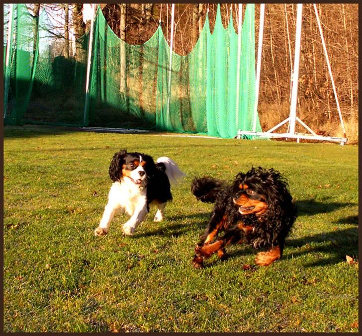 Cavalier king charles spaniel Spik billede 8