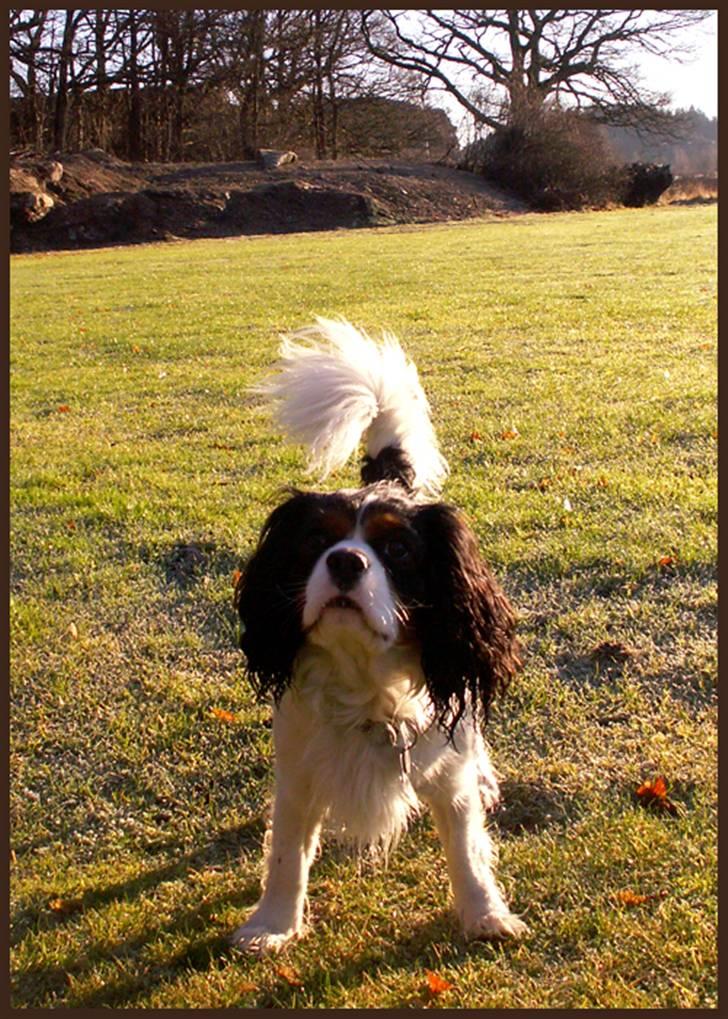 Cavalier king charles spaniel Spik billede 9