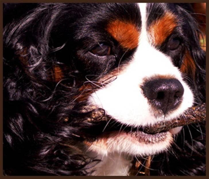 Cavalier king charles spaniel Spik billede 10