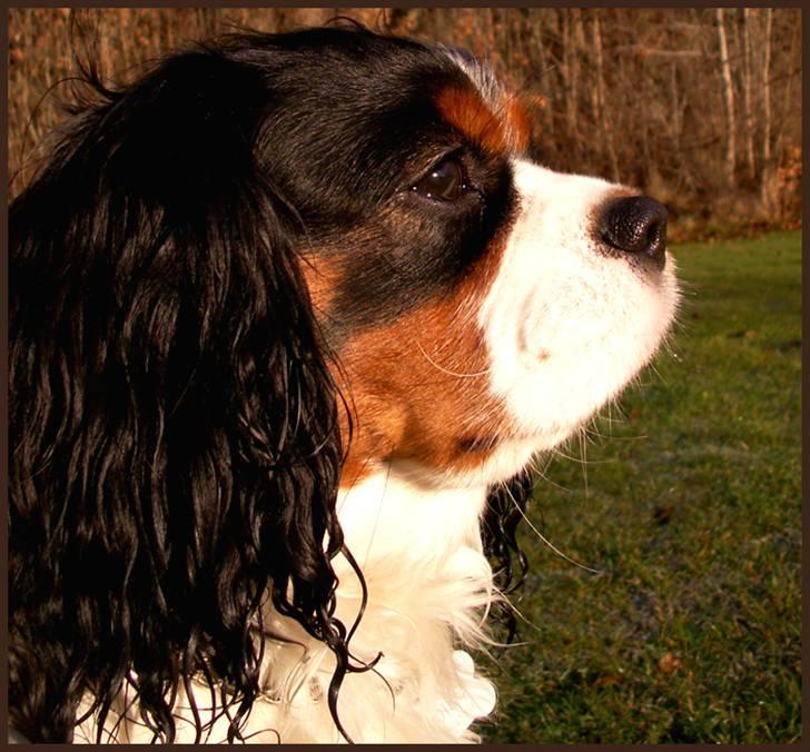 Cavalier king charles spaniel Spik billede 11