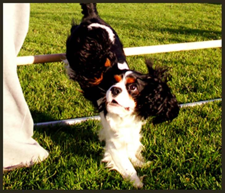 Cavalier king charles spaniel Spik billede 12