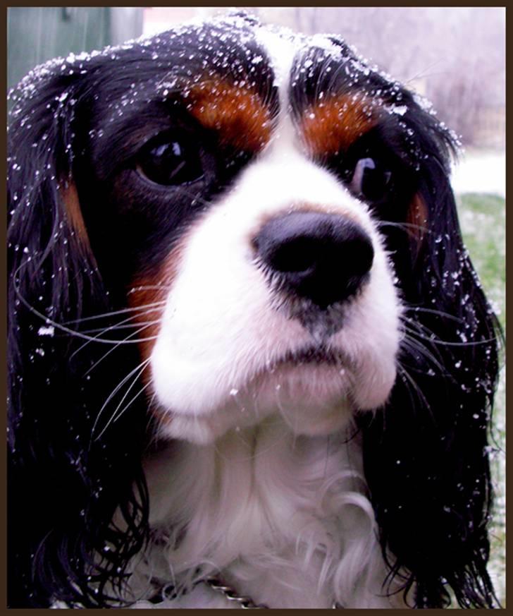 Cavalier king charles spaniel Spik billede 13