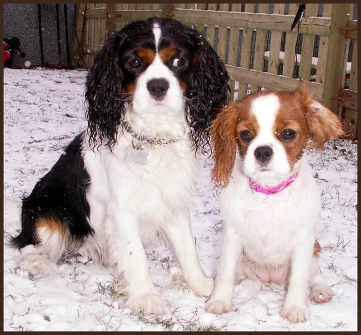 Cavalier king charles spaniel Spik billede 14