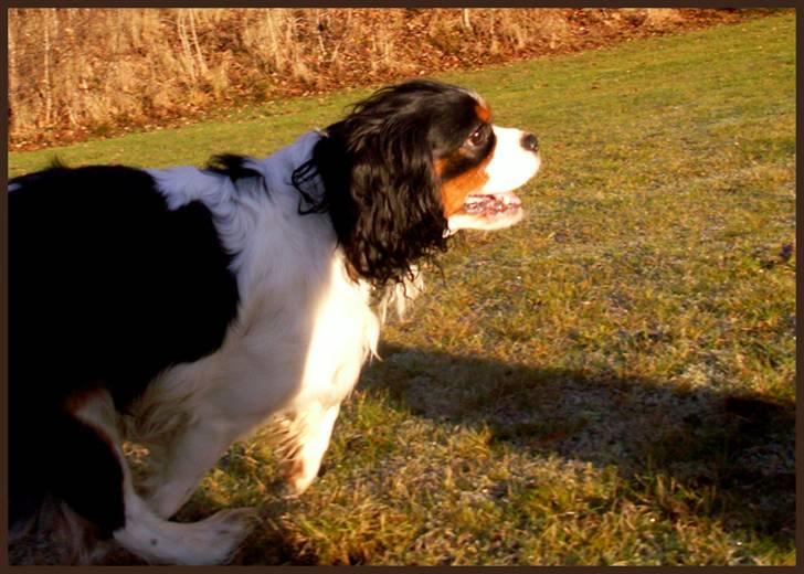 Cavalier king charles spaniel Spik billede 15