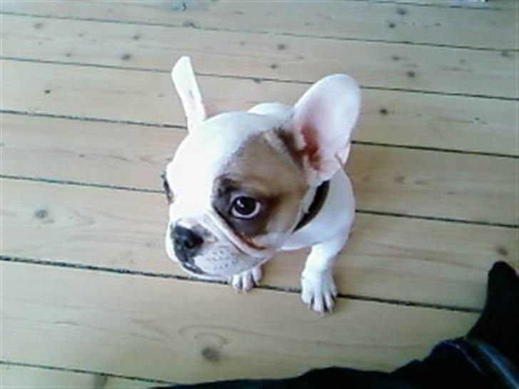 Fransk bulldog Eddie billede 1