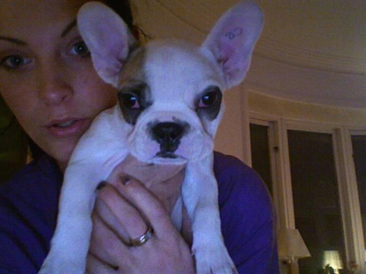 Fransk bulldog Eddie billede 2