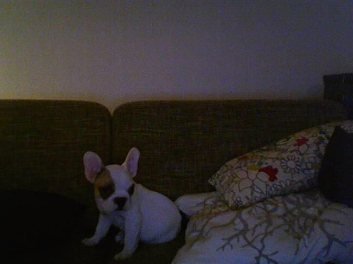 Fransk bulldog Eddie billede 3