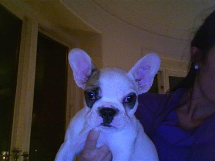 Fransk bulldog Eddie billede 4
