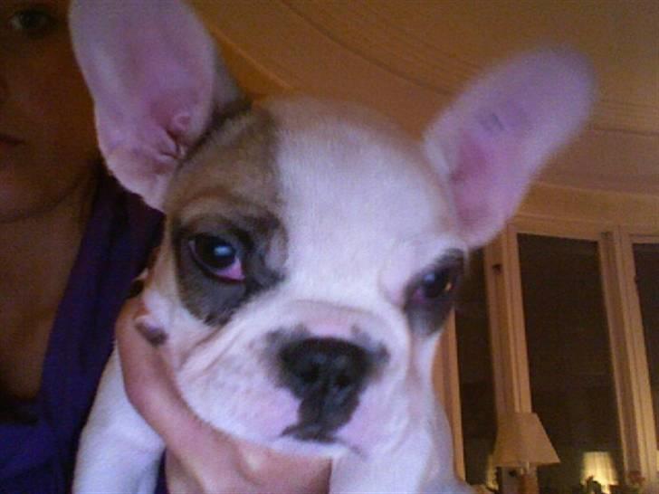 Fransk bulldog Eddie billede 5