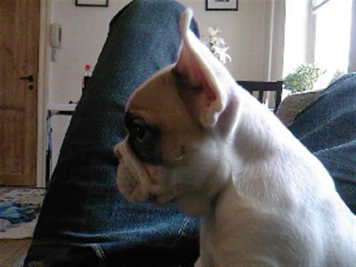 Fransk bulldog Eddie billede 6