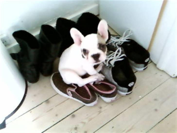 Fransk bulldog Eddie billede 7