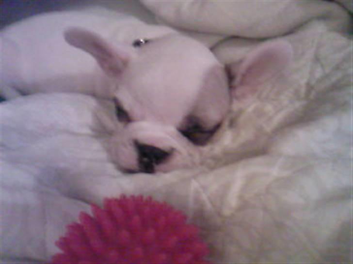 Fransk bulldog Eddie billede 8