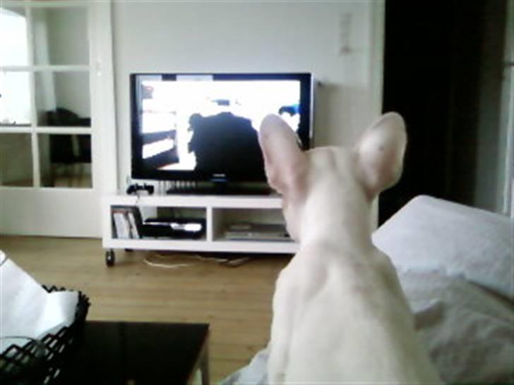 Fransk bulldog Eddie billede 9