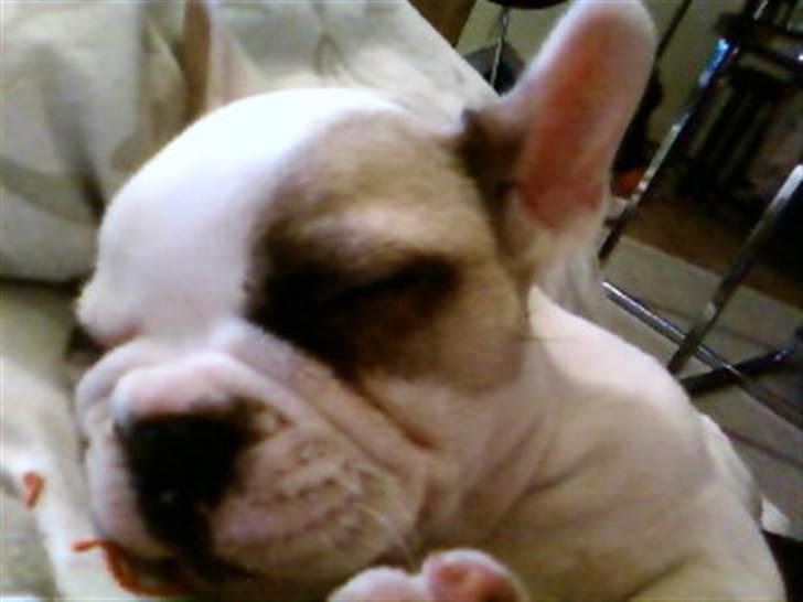 Fransk bulldog Eddie billede 10