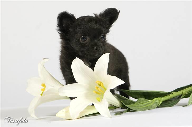 Chihuahua Freja billede 1