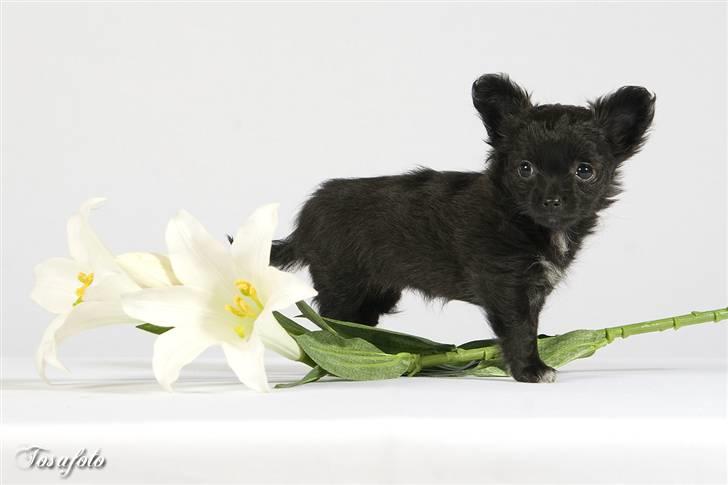 Chihuahua Freja billede 2