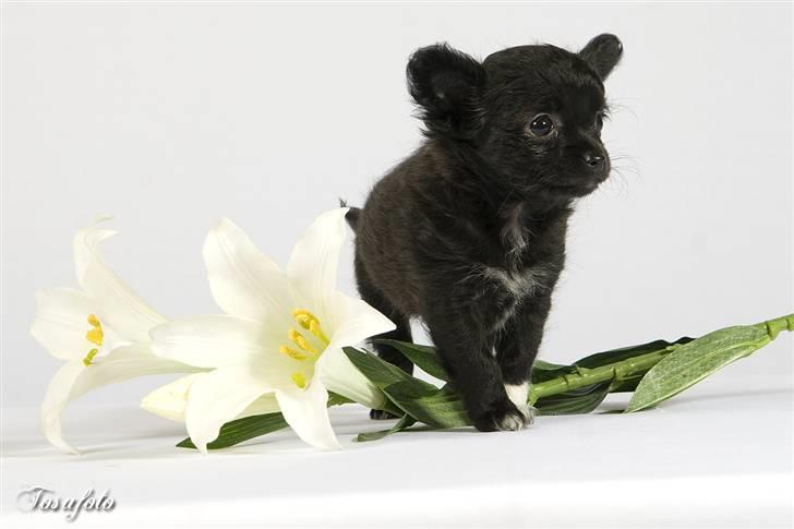 Chihuahua Freja billede 4