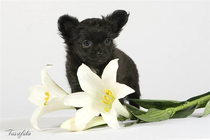 Chihuahua Freja billede 5