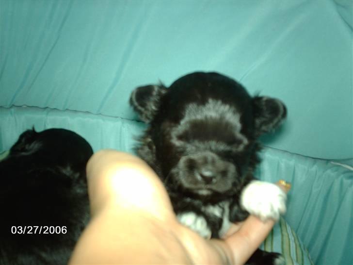 Chihuahua Freja billede 6