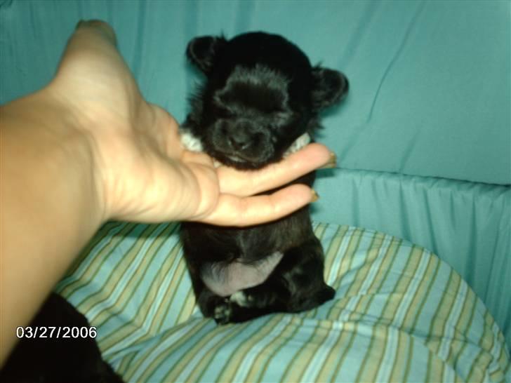 Chihuahua Freja billede 7