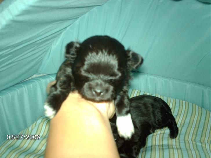 Chihuahua Freja billede 8