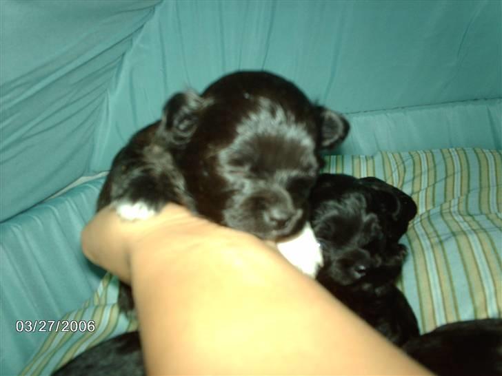 Chihuahua Freja billede 9