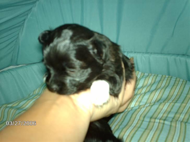 Chihuahua Freja billede 10