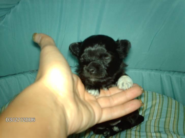 Chihuahua Freja billede 11